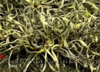167653345154683426.gif